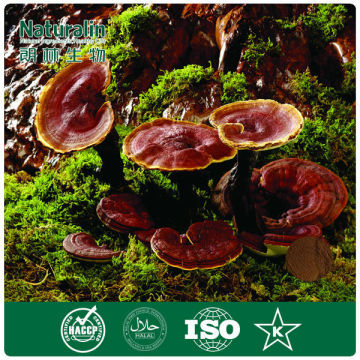 Lingzhi mushroom P.E.