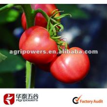 hybrid seeds vegetable seeds tomato TM759seeds