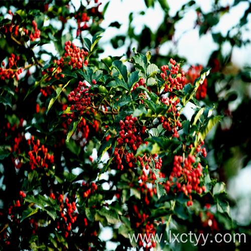 green sichuan pepper tea