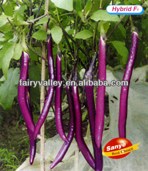 Purple Eggplant Seeds-Hang Zhou Eggplant Seeds No.3