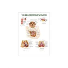 3D Model of Female Reproductive System - 50160.15