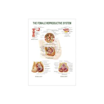 3D Model of Female Reproductive System - 50160.15