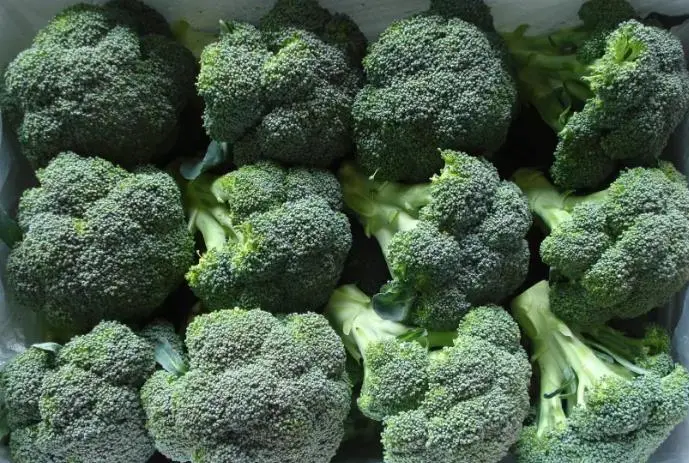 Fresh Broccoli Grade a From China