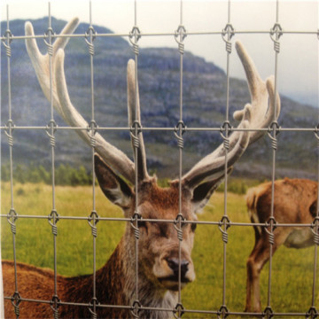 Kraal Network Grassland Fence