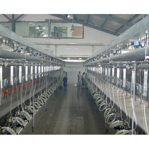 Customized parallel goat milking parlor