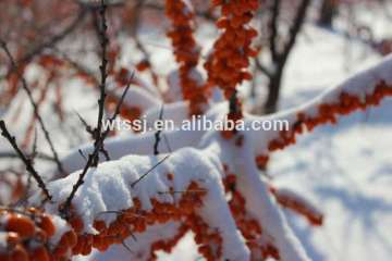 Wild sea buckthorn plants oil,sea buckthorn pulp oil factory