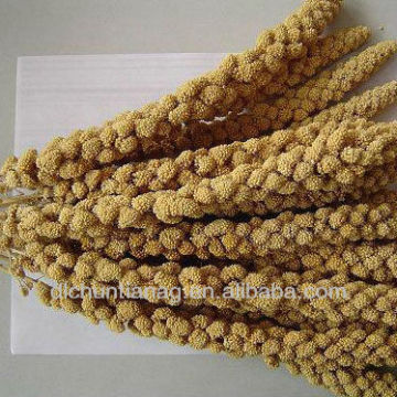 organic yellow/red millet spray