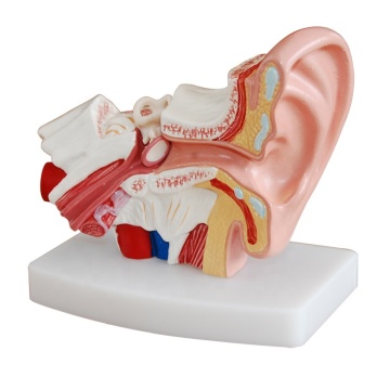 Virtual Desktop Ear Model: An Innovative Tool for Enhancing Biology Education