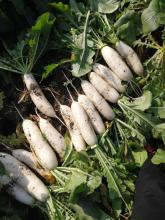 Authentic white radish good taste