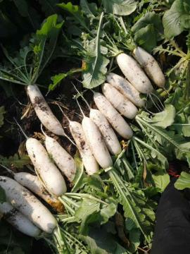 Authentic white radish good taste