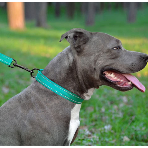 Collier de chien réfléchissant avec boucle