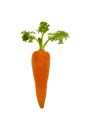 แครอทสดขนาดเล็ก