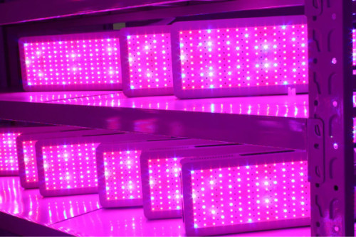 Plant LED Grow Light for Hydroponic Growing