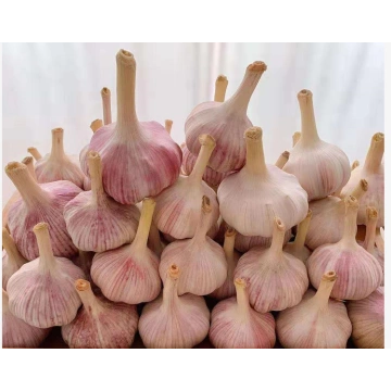 中国新鮮なニンニク 新鮮なニンニクへのニンニクパウダー ニンニクパウダーへの新鮮なニンニクの保管サプライヤー