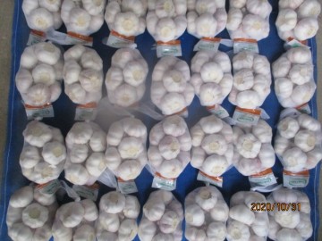 Purchase Normal White Garlic 2020