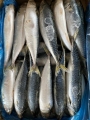 SeaFrozen BQF BQF Pacific Mackerel Fish 200-300G 300-500G