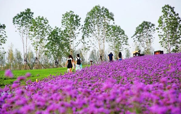 Purple Flowers