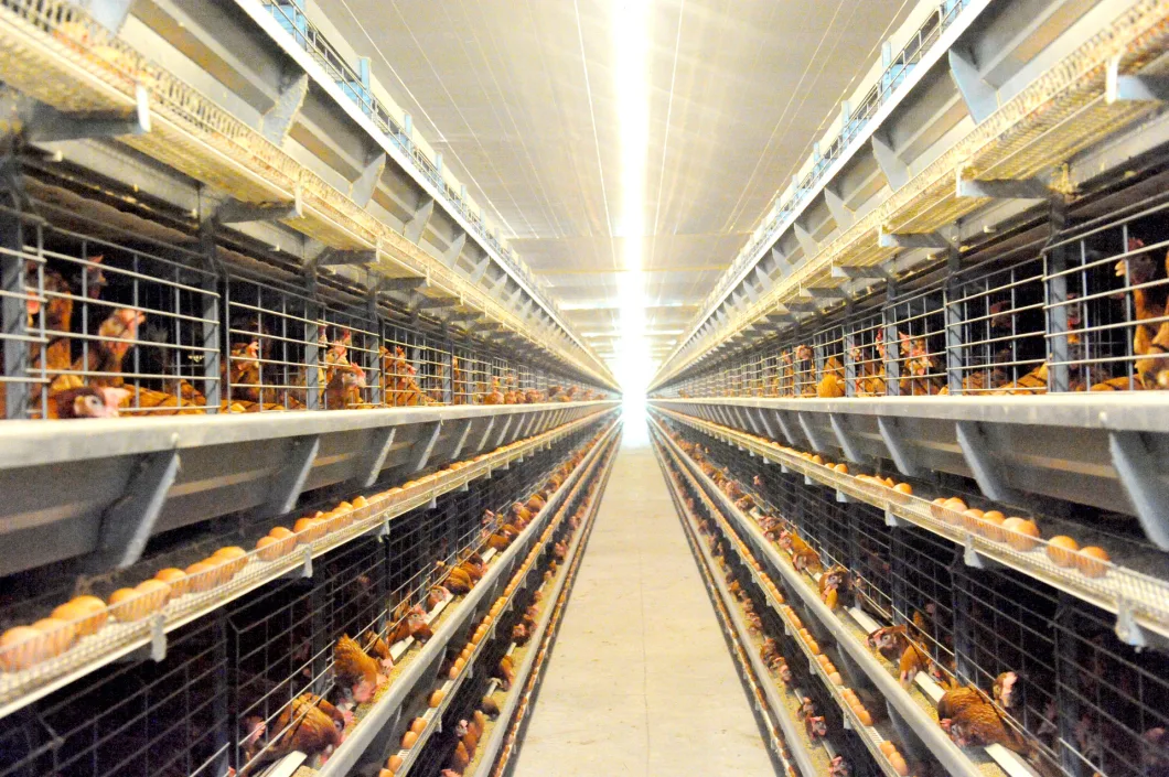 Humidity/Shatter Proof Poultry Lighting Equipment for Layer Hens