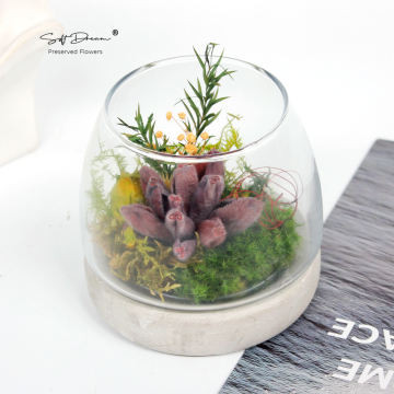 Preserved Moss and Botanicals for Home Decor and Gifts