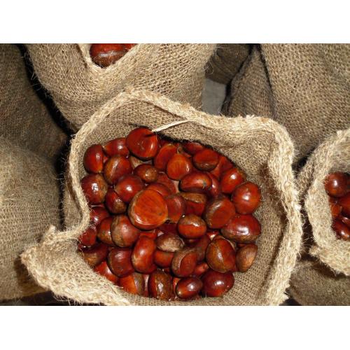 High Quality Nzuri ya kitamu safi Chestnut