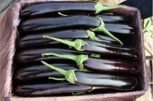High Production Quality Eggplant