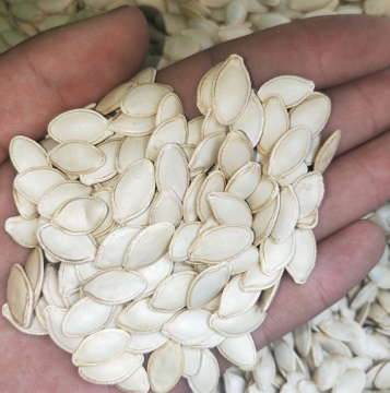 Pumpkin kernel seed