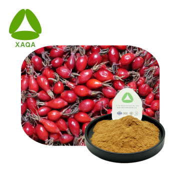 Rosehip extrait polyphénols poudre 10: 1