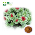 Rhodiola Rosea Extract Salidrosides Rosavin Pulver