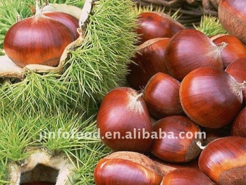 Chinese Chestnut