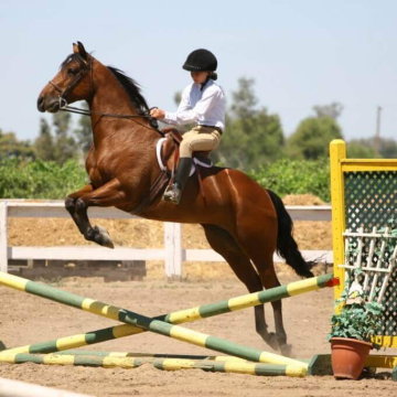 Durable Aluminum Horse Jumps for Western Show Jumping Equipment