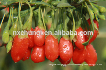 gou qi zi dry herb medicine goji berries