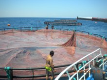 Aquaculture HDPE Farming Cages Sea Bream