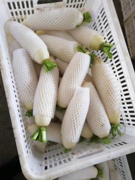 New crop white radish