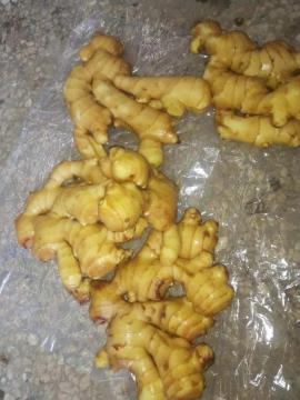 China products/suppliers. New Crop Air-Dried Ginger