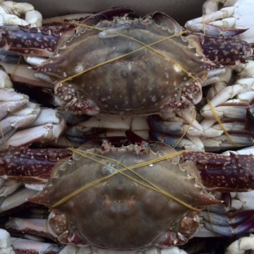 Frozen Fresh Blue Crab Seafood Search