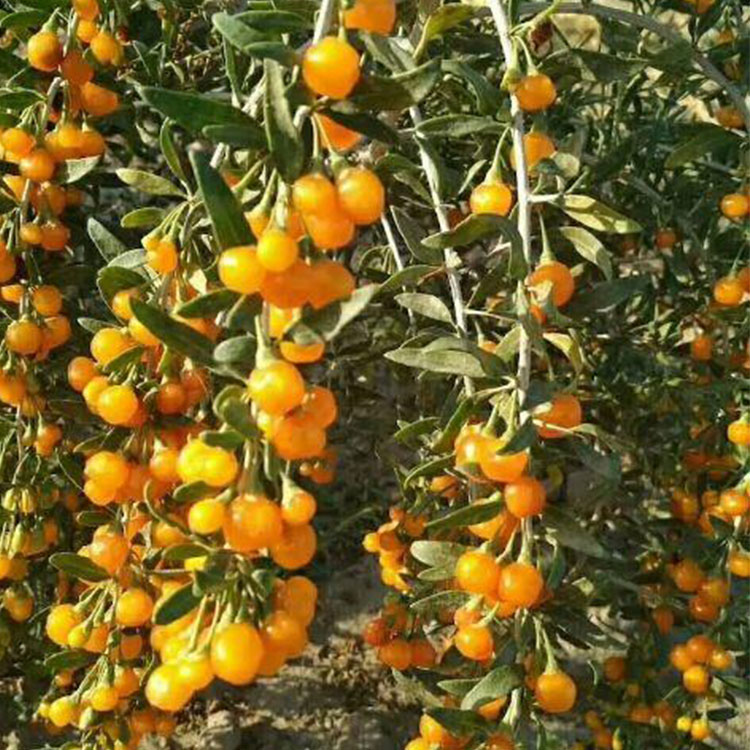 Cool blood detoxification dried fruit of chinese yellow goji