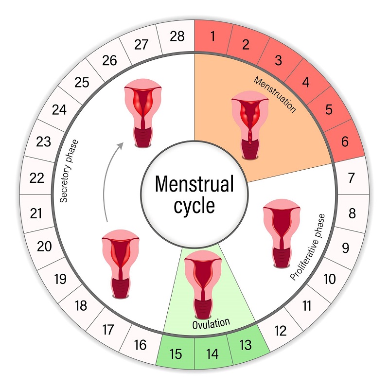 月経周期-血流段階-重い-軽い-診断 menstrual-cycle-flow-stages-heavy-light-diagr