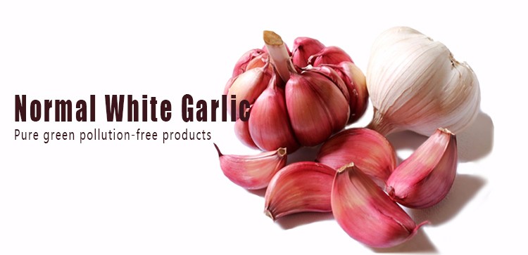 cheap price fresh garlic