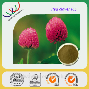 Red clover extract free sample dietary supplement 15% isoflavone red clover extract for antibiotic