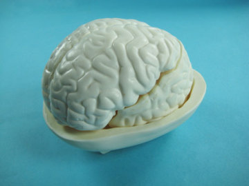 Human Brain Model