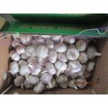 2020 Normal White Garlic High Quality