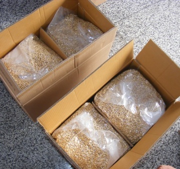 1000 pcs Siberian pine nut kernels carton packaging
