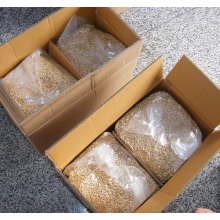 1000 pcs Siberian pine nut kernels carton packaging