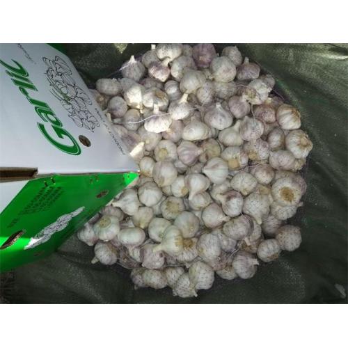 Kaufen Sie Normal White Garlic Crop 2020