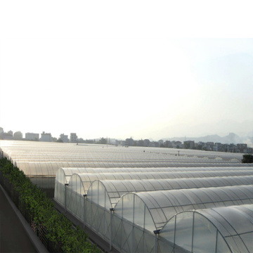 Agriculture Multi-Span Plastic Film Greenhouses