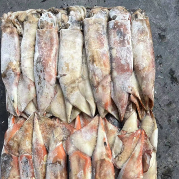 Frozen Squid Exports from China