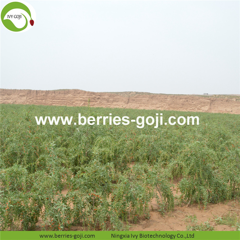 goji berry