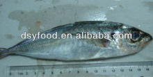 frozen horse mackerel fish