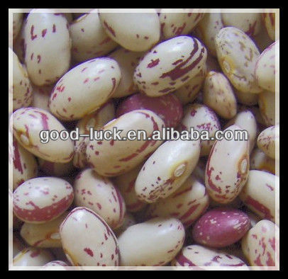 White Speckled Sugar Bean, Heilongjiang Origin