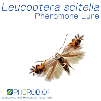 Pheromone Lure for Leucoptera scitella , Sex Pheromone Bait & Pheromone Trap for Leucoptera scitella